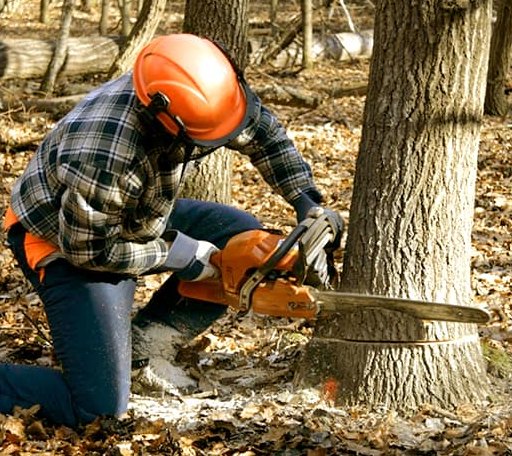 Tree Removal in Huson, MT